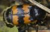 Nicrophorus vespillo